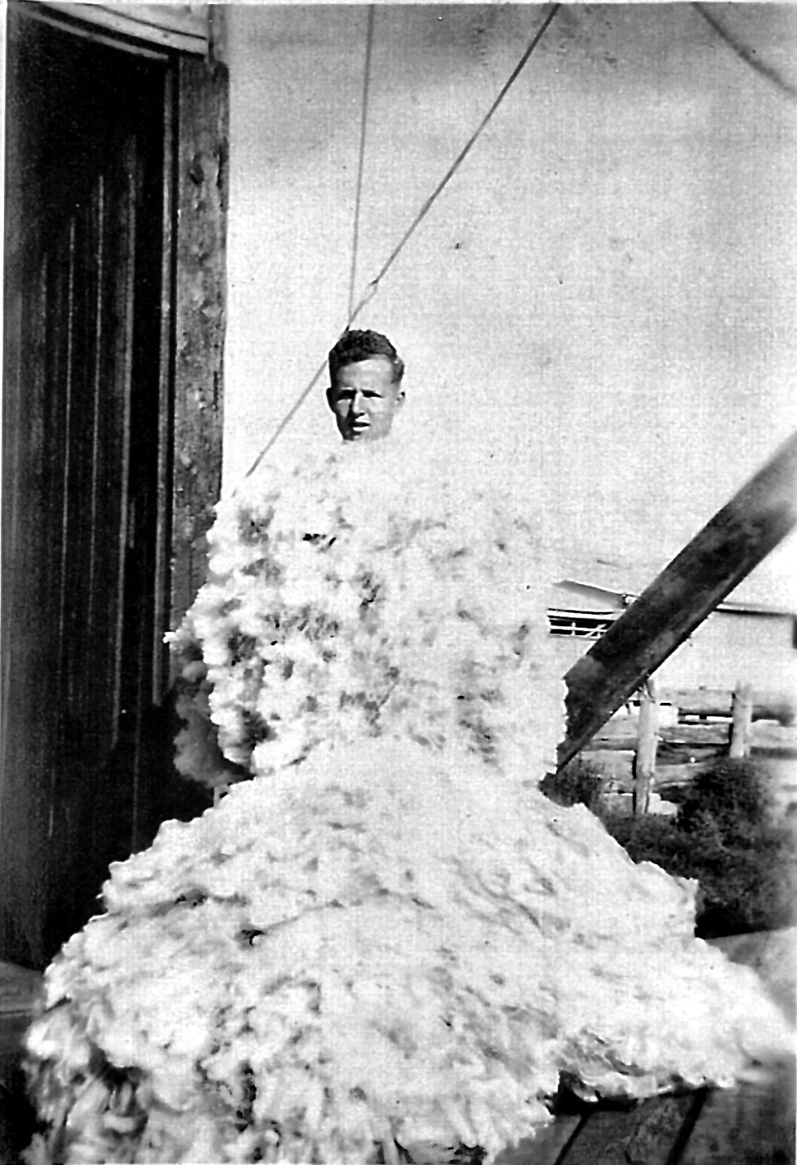 Arthur almost buried in a heap of loose wool