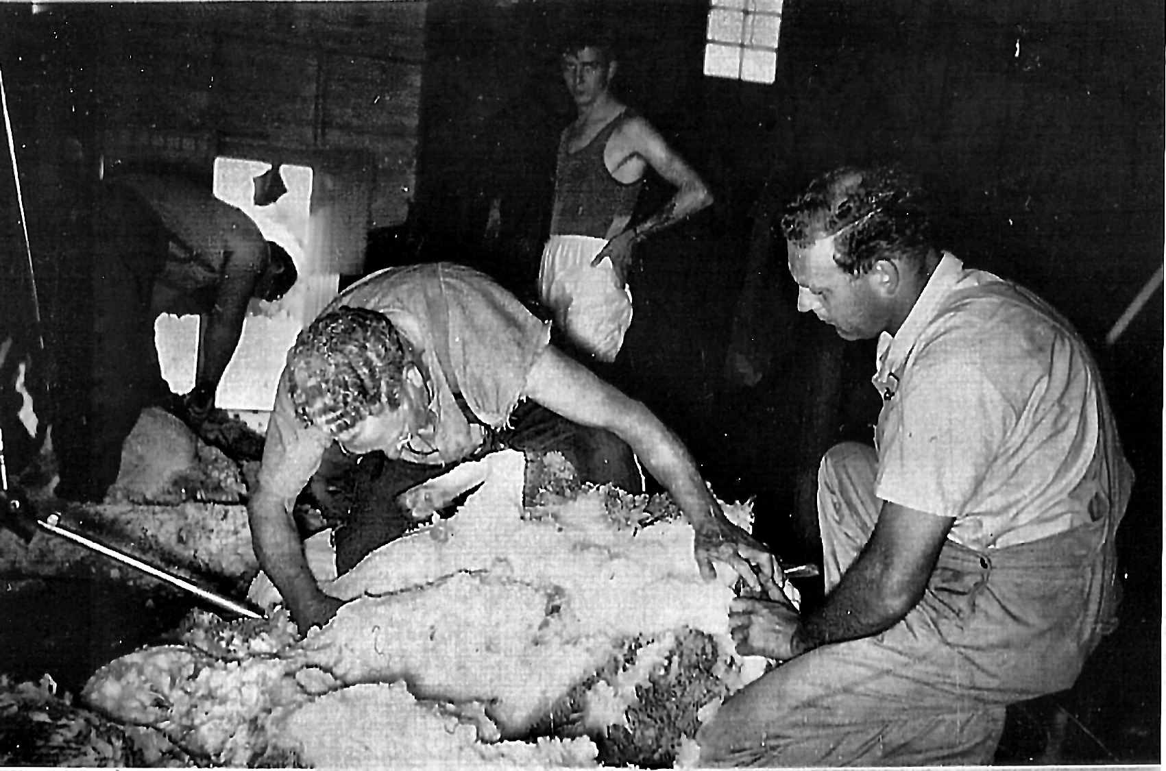 Shearers at work on the board