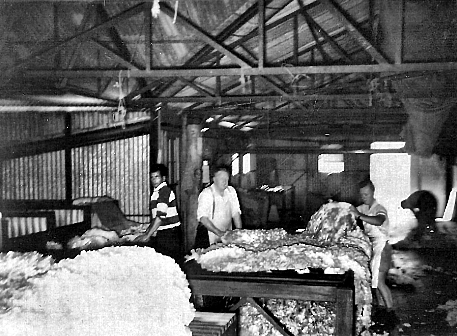 Inside the shed — the classing table; Arthur is on the right