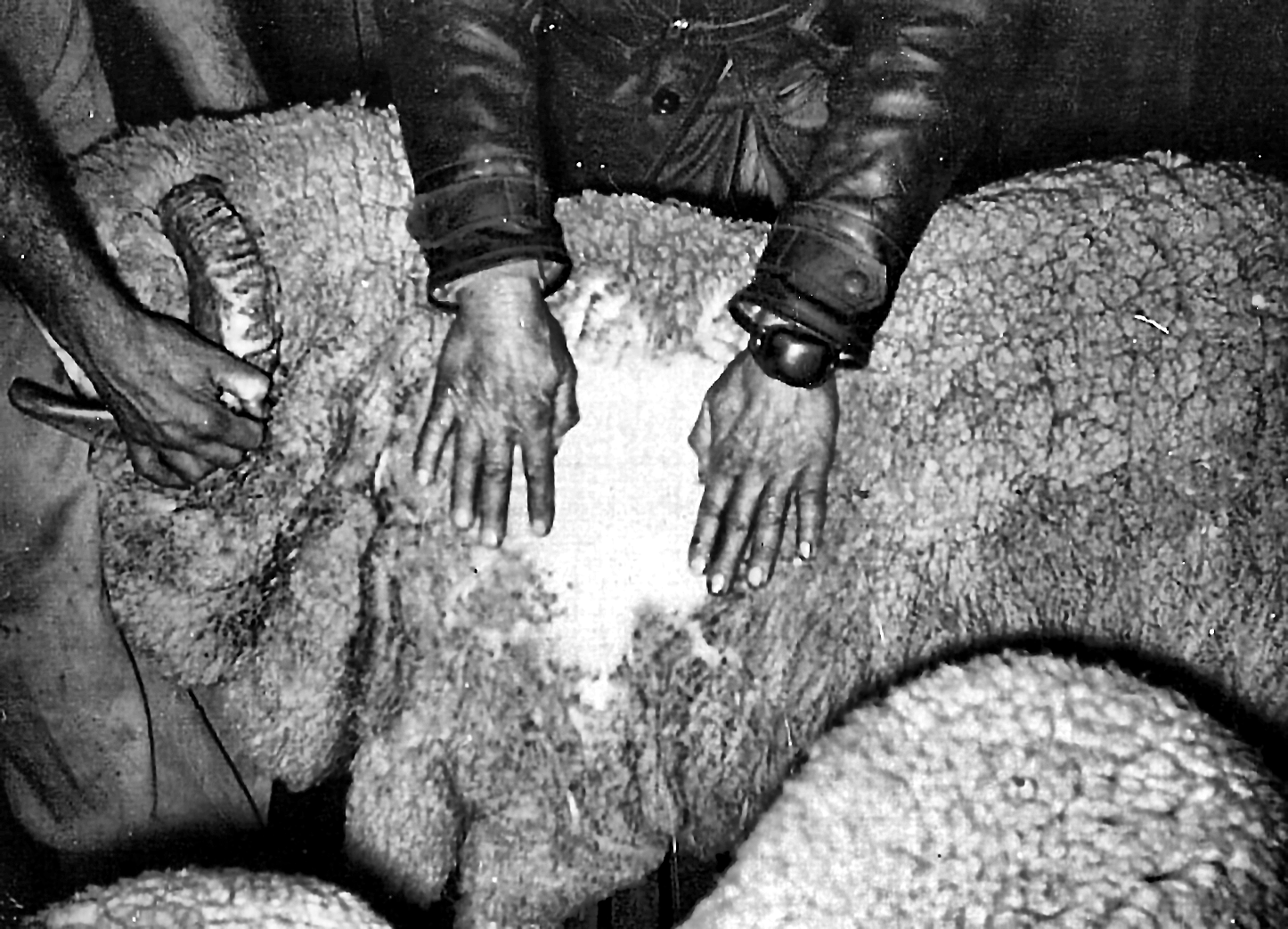 Hands working a fleece at the skirting table