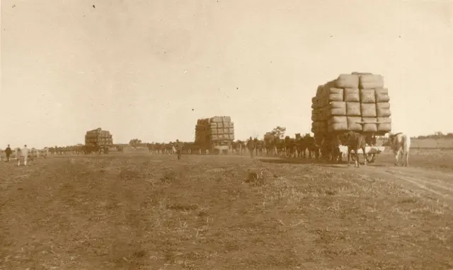 Fifteen-horse wool wagon teams, Toganmain, 1920s