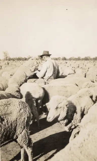 Mervyn Brown feeding stock in Old Pines, 1938