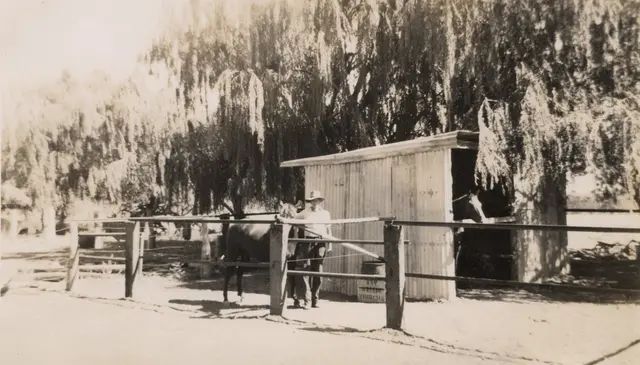 Bill McBratney's finished stable