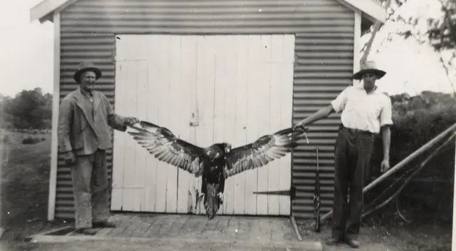 John Snr and Bill McBratney with a wedge-tailed eagle