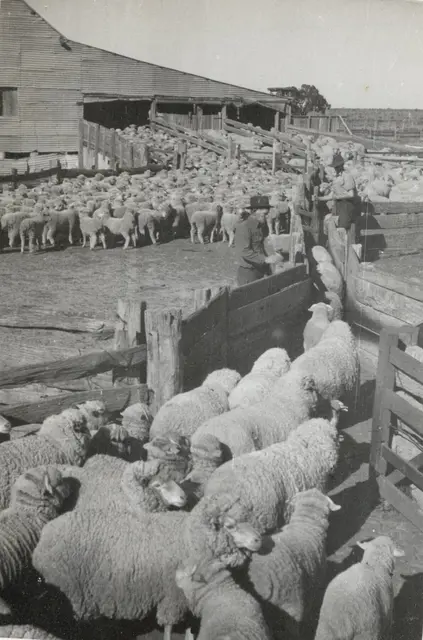 Sheep flowing through the yards into the Toganmain Wool Shed, 1947