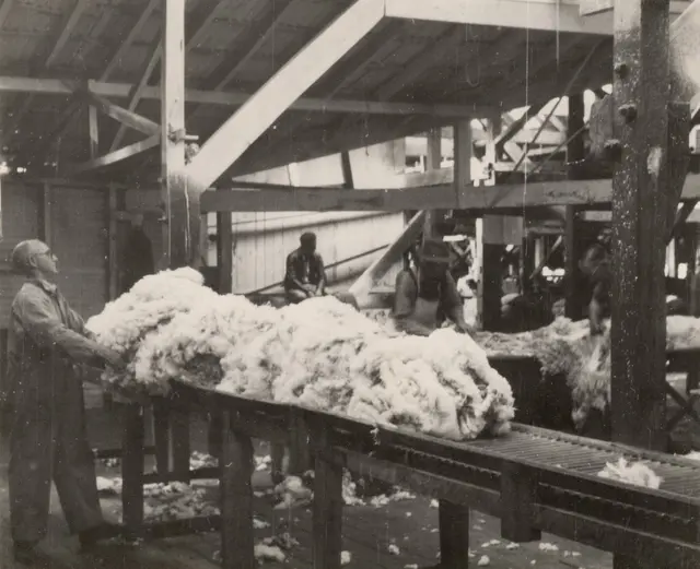 Wool classer E. Dawes at work, Toganmain Wool Shed, 1947