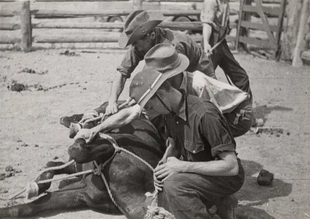 Horse-breaking at Toganmain, 1947