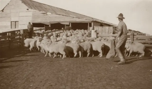 Putting sheep into the Toganmain Wool Shed, 1930s