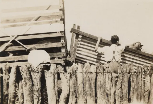 Loading lambs at Toganmain, 1930s