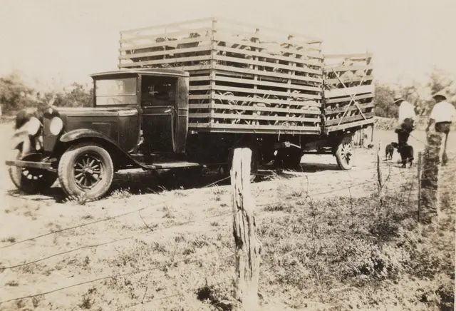 Taking a load of lambs to the railhead, 1930s