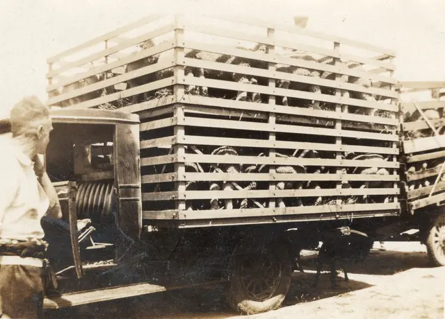 Lambs crated for the railhead, 1930s