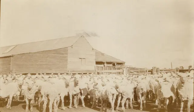 Sheep in the yards after shearing, 1933