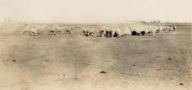 Sheep during the drought, 1937-38