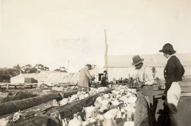 Shearing at Toganmain, 1940