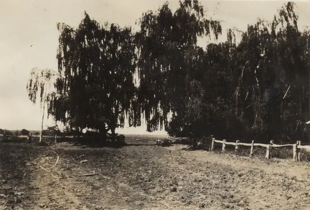 The willow trees at Toganmain, 1943