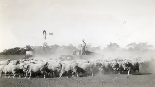 Bill McBratney feeding sheep in the dust, 1945