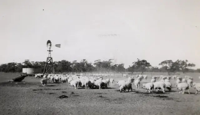 Feeding sheep by the windmill, 1945