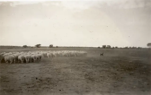Bill McBratney's dog, Don, working sheep, 1946