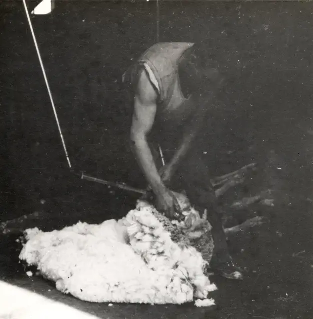 In the Toganmain Wool Shed, 1947