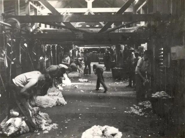 Shearers at work, Toganmain Wool Shed, 1947