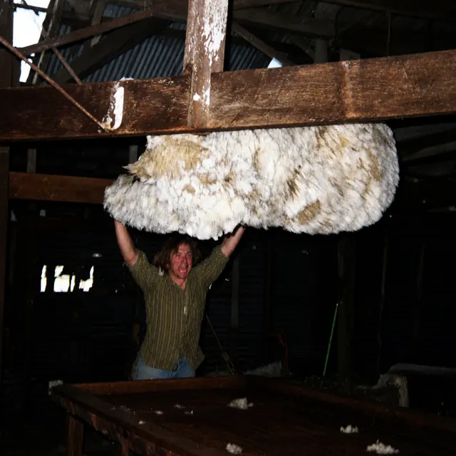 Ross (Freddy Fox) Grimmer with a freshly shorn fleece