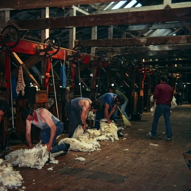 Shearers at work on the board