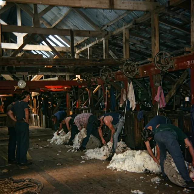 Shearers at work on the board