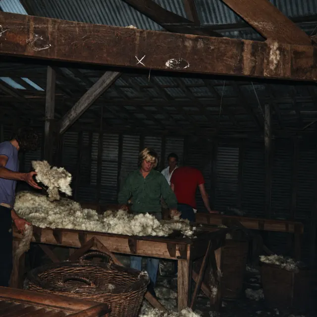 Michael Morwood on the wool table