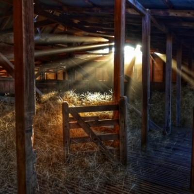 Dawn Catching Pens